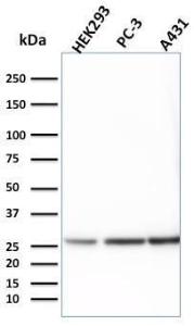 Western blot analysis of HEK293, PC-3, and A431 cell lysates using Anti-14-3-3E Antibody [CPTC-YWHAE-1]