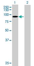 Anti-MME Mouse Polyclonal Antibody