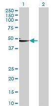 Anti-FETUB Mouse Polyclonal Antibody