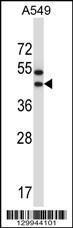 Anti-OR56A1 Rabbit Polyclonal Antibody (FITC (Fluorescein Isothiocyanate))