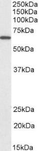 Anti-PDIA2 Antibody (A84954 / Biotin) (0.03µg/ml) staining of Rat Pancreas lysate (35µg protein in RIPA buffer), exactly mirroring its parental non-biotinylated product. Primary incubation was 1 hour.