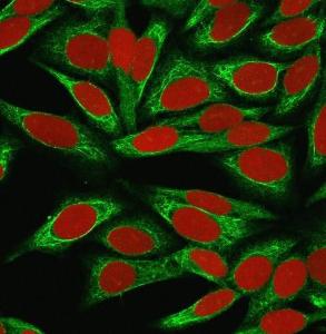 Immunofluorescent analysis of methanol fixed HeLa cells stained with Anti-CDw75 Antibody [LN-1] followed by Goat Anti-Mouse IgG (CF and #174; 488) (Green). The nuclear counterstain is RedDot (Red)