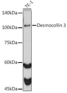 Antibody A306184-100 100 µl