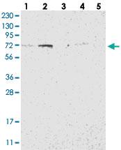 Anti-NYAP1 Rabbit Polyclonal Antibody