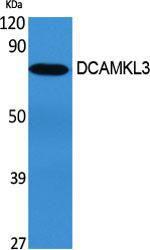 Western blot analysis of various cells using Anti-DCLK3 Antibody