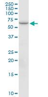 Anti-PTGS2 Mouse Polyclonal Antibody