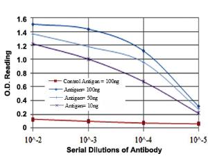 Anti-MCM2 Mouse Monoclonal Antibody [clone: 2B3]