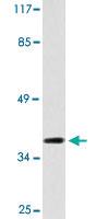 Anti-ADORA3 Rabbit Polyclonal Antibody