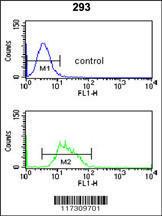 Anti-RFC3 Rabbit Polyclonal Antibody