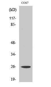 Anti-eIF4E antibody