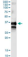 Anti-TTC1 Rabbit Polyclonal Antibody