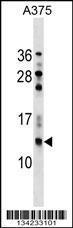 Anti-NGFRAP1 Rabbit Polyclonal Antibody (FITC (Fluorescein Isothiocyanate))