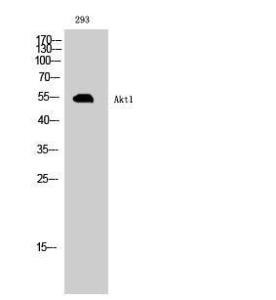 Western blot analysis of 293 cells using Anti-AKT1 Antibody