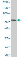 Anti-MME Mouse Polyclonal Antibody