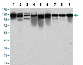 Anti-MCM2 Mouse Monoclonal Antibody [clone: 2B3]