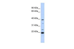 Anti-PEF1 Rabbit Polyclonal Antibody