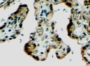 Anti-KL Antibody (A83334) (4 µg/ml) staining of paraffin embedded Human Placenta. Steamed antigen retrieval with citrate buffer pH 6, HRP-staining