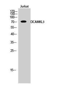 Western blot analysis of Jurkat cells using Anti-DCLK3 Antibody