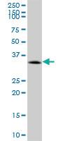 Anti-CACNG1 Mouse Polyclonal Antibody