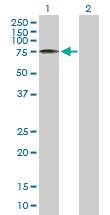 Anti-PTGS2 Mouse Polyclonal Antibody