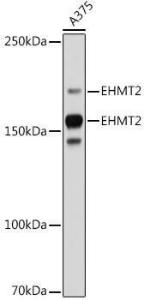 Western blot analysis of extracts of A375 cells, using Anti-EHMT2/G9A Antibody [ARC2470] (A305253) at 1:1,000 dilution