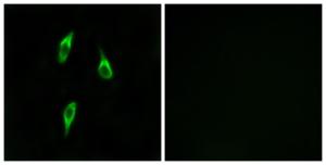 Immunofluorescence analysis of LOVO cells using Anti-OR51B2 Antibody. The right hand panel represents a negative control, where the antibody was pre-incubated with the immunising peptide.