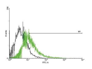 Anti-CACNG1 Mouse Polyclonal Antibody