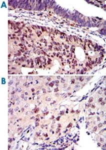 Anti-MCM2 Mouse Monoclonal Antibody [clone: 2B3]