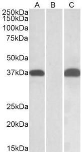 Antibody A84957-100 100 µg