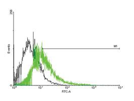 Anti-CACNG1 Mouse Polyclonal Antibody