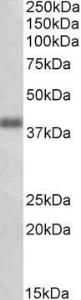 Anti-OXER1 Antibody (A84958) (1 µg/ml) staining of Human Lung lysate (35 µg protein in RIPA buffer) Primary incubation was 1 hour Detected by chemiluminescence