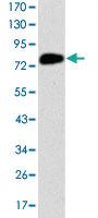 Anti-MCM2 Mouse Monoclonal Antibody [clone: 2B3]