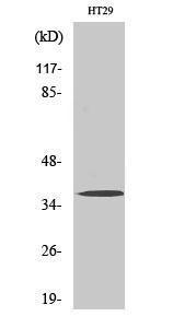 Western blot analysis of various cells using Anti-OR51B2 Antibody