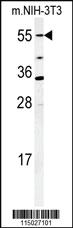 Anti-TRIM7 Rabbit Polyclonal Antibody