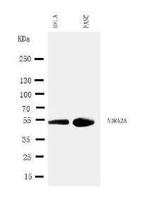 Anti-alpha 2a Adrenergic Receptor Rabbit Antibody