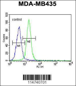 Anti-LIN28A Rabbit Polyclonal Antibody