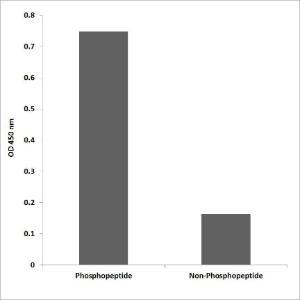 ELISA for immunogen phosphopeptide (left) and non-phosphopeptide (right) using Anti-TOP2A (phospho Thr1343) Antibody