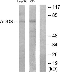 Western blot analysis of lysates from HepG2 and 293 cells using Anti-ADD3 Antibody. The right hand lane represents a negative control, where the antibody is blocked by the immunising peptide