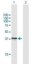 Anti-FANCF Mouse Polyclonal Antibody