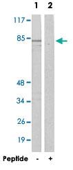 Anti-ZNF541 Rabbit Polyclonal Antibody