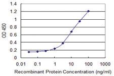 Anti-NCDN Mouse Monoclonal Antibody [clone: 1C7]