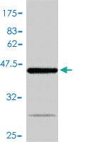 Anti-BAX Mouse Polyclonal Antibody