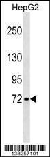 Anti-GBP4 Rabbit Polyclonal Antibody (HRP (Horseradish Peroxidase))