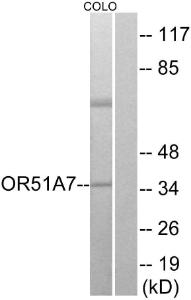 Western blot analysis of lysates from COLO cells using Anti-OR51A7 Antibody. The right hand lane represents a negative control, where the Antibody is blocked by the immunising peptide