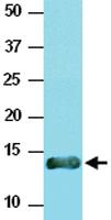 Anti-VAMP3 Mouse Monoclonal Antibody [clone: k2A2]