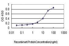 Anti-USP48 Mouse Monoclonal Antibody [clone: 3G4]