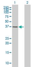 Anti-USF1 Mouse Polyclonal Antibody