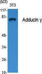 Western blot analysis of various cells using Anti-ADD3 Antibody