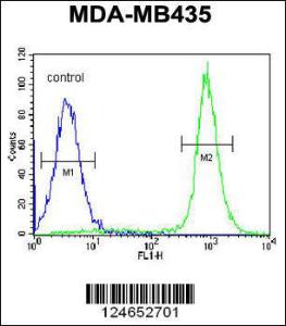 Anti-IBTK Rabbit Polyclonal Antibody (APC (Allophycocyanin))