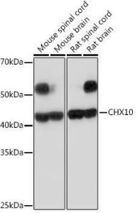 Western blot analysis of extracts of various cell lines, using Anti-CHX10 Antibody [ARC2354] (A305254) at 1:1,000 dilution The secondary antibody was Goat Anti-Rabbit IgG H&L Antibody (HRP) at 1:10,000 dilution Lysates/proteins were present at 25 µg per lane